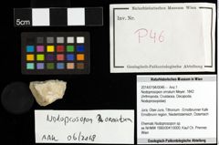 Foto (Objekt + Etiketten) von Nodoprosopon ornatum (Meyer, 1842) 